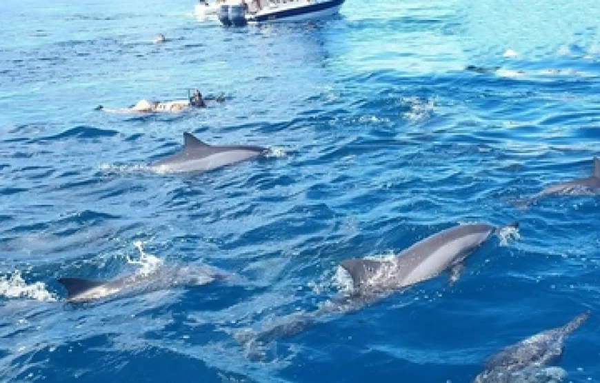 Mauritius Swimming with Dolphins and Whale Watching: The Ultimate Ocean Experience