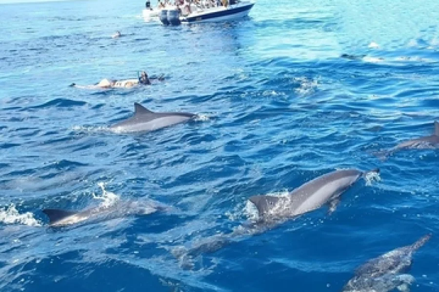 Experience Dolphin Watching and Swimming in Mauritius 2
