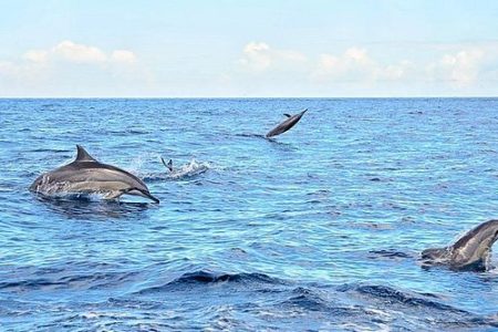 Experience Dolphin Watching and Swimming in Mauritius 3
