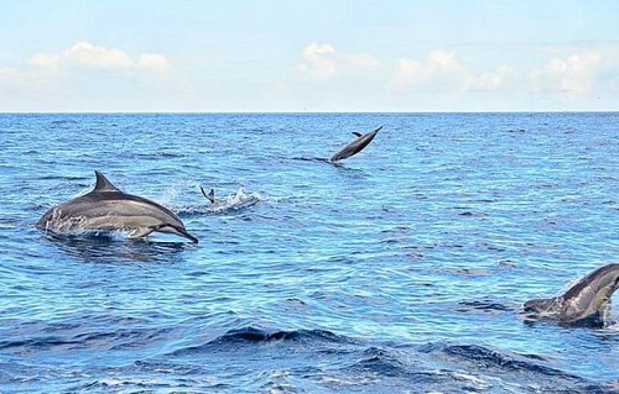 Mauritius Swimming with Dolphins and Whale Watching: The Ultimate Ocean Experience