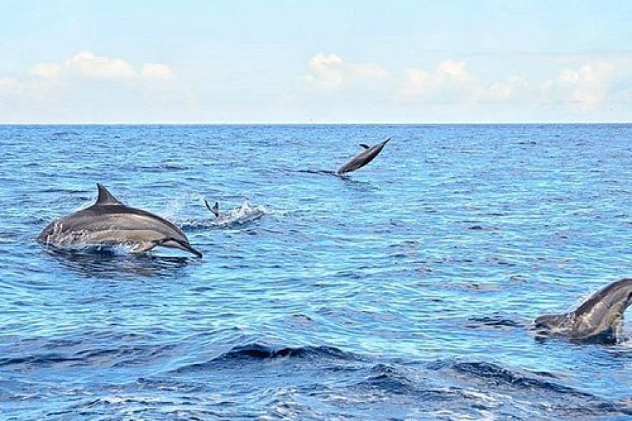 Experience Dolphin Watching and Swimming in Mauritius 3