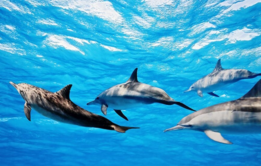 Mauritius Swimming with Dolphins and Whale Watching: The Ultimate Ocean Experience