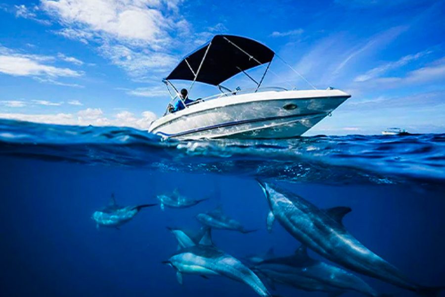 Experience Dolphin Watching and Swimming in Mauritius