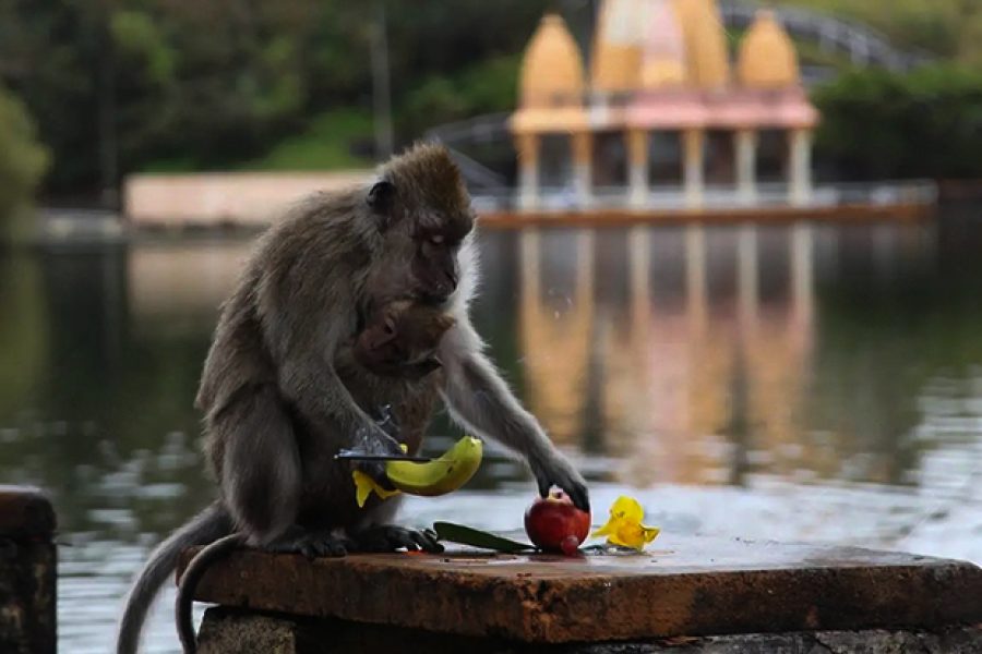 Ganga Talao Sacred Crater Lake Mauritius View
