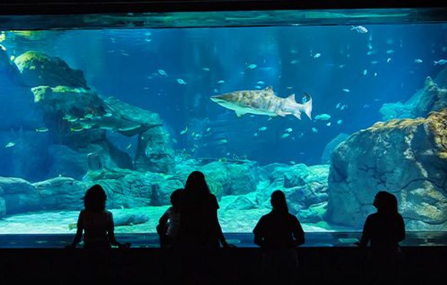 Odysseo Mauritius Aquarium Tested: What Nobody Tells You About This Ocean Paradise