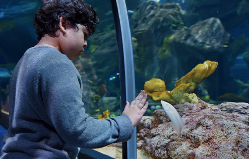 Odysseo Mauritius Aquarium Tested: What Nobody Tells You About This Ocean Paradise