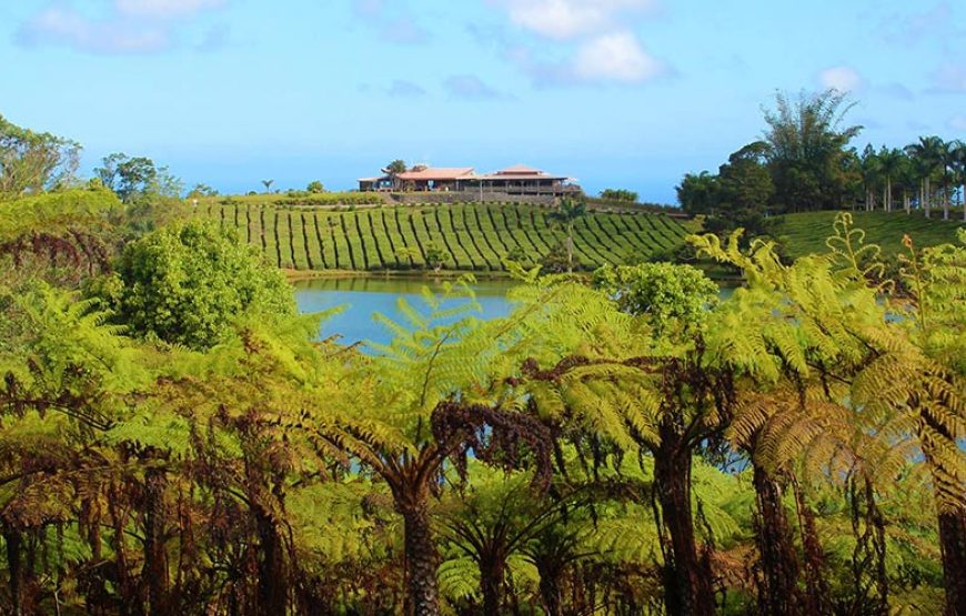 Visit & Tour of Bois Chéri with Optional Lunch – Overview
