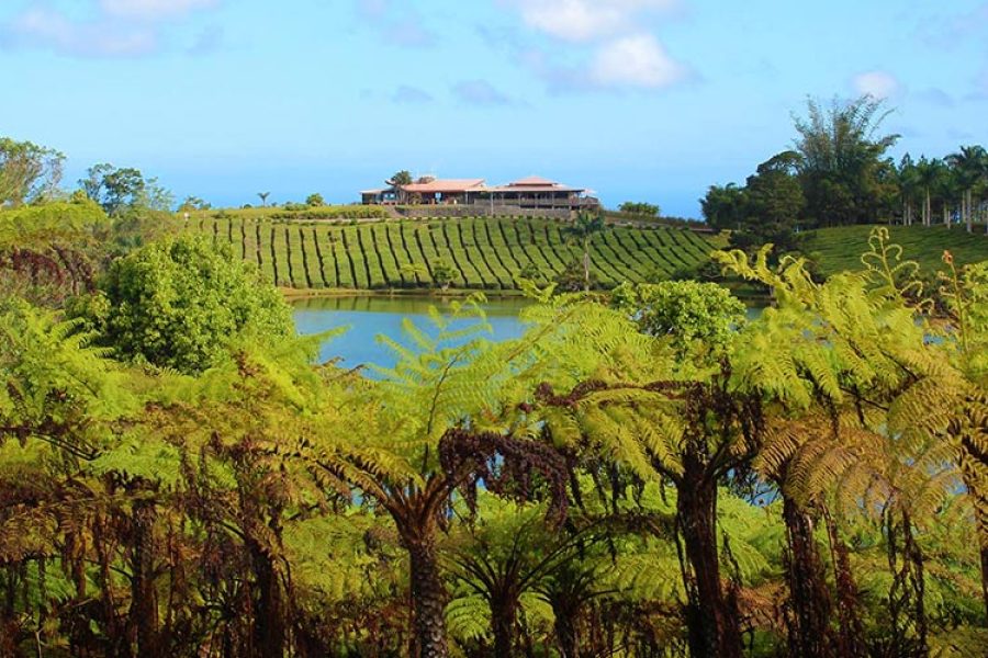 Visit & Tour of Bois Cheri with Optional Lunch