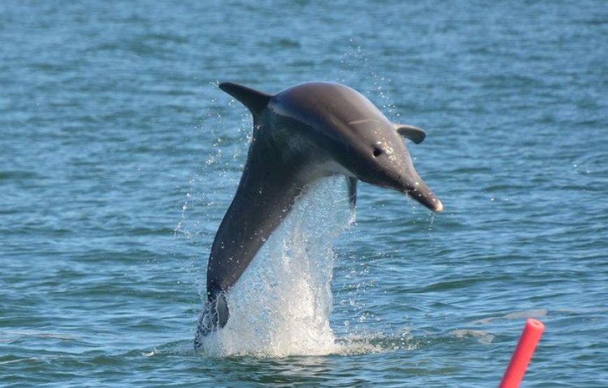 Swim with Dolphins in Mauritius West Coast – Speed Boat Adventure