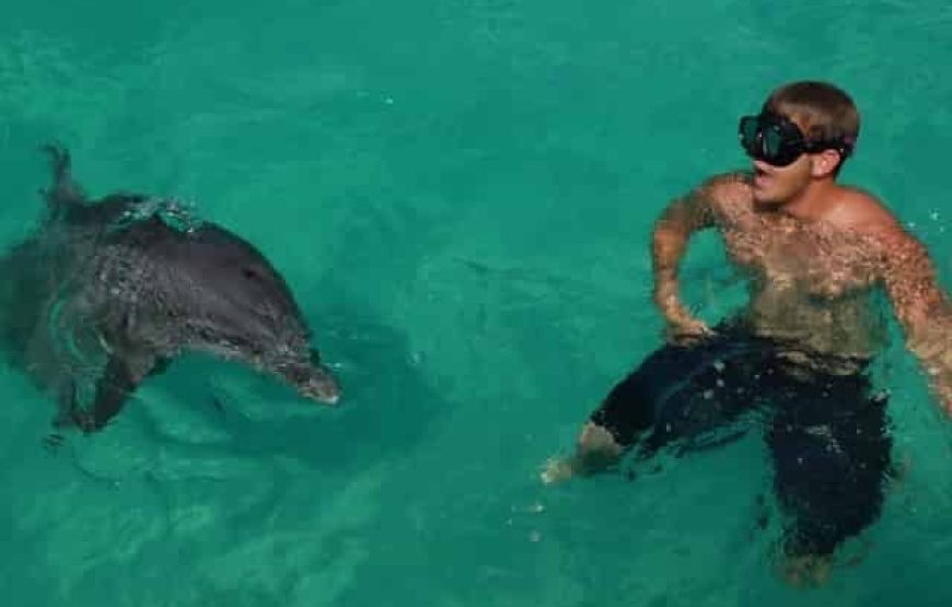 Swim with Dolphins in Mauritius West Coast – Speed Boat Adventure