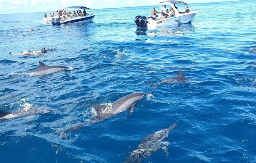 Swim with Dolphins in Mauritius West Coast – Speed Boat Adventure