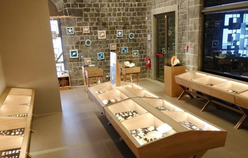 World of Seashells: Hidden Treasures Most Collectors Miss