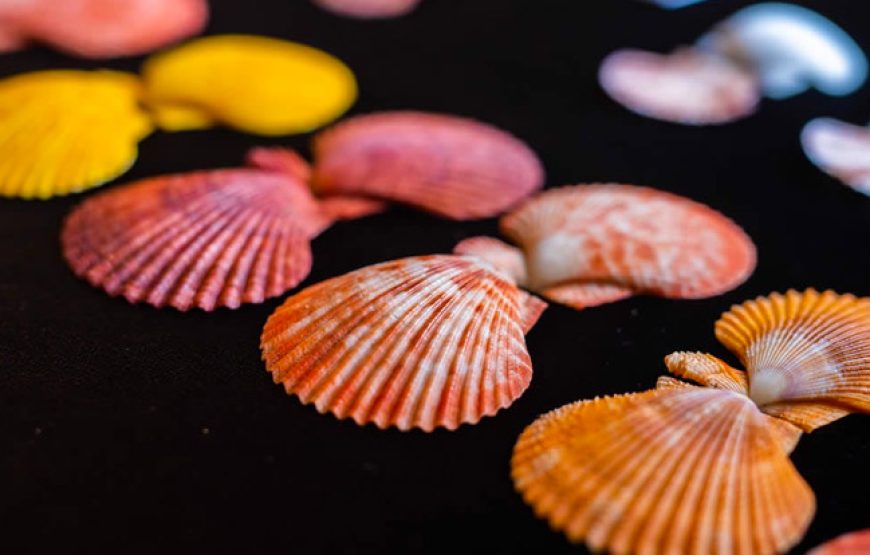 World of Seashells: Hidden Treasures Most Collectors Miss