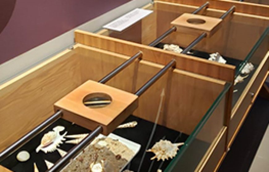 World of Seashells: Hidden Treasures Most Collectors Miss