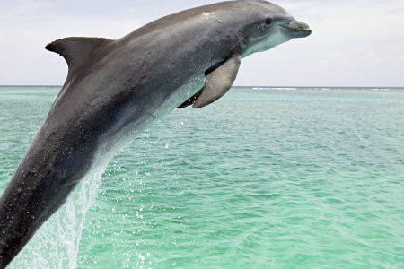 West Coast Mauritius Catamaran Tour -cute-dolphins