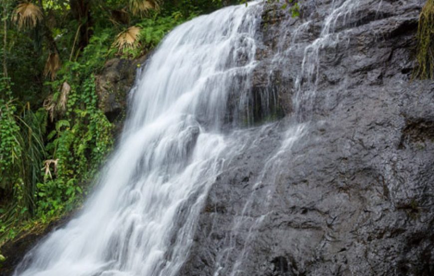 The Perfect Half-Day at Black River Gorges National Park (Local Guide Tested)