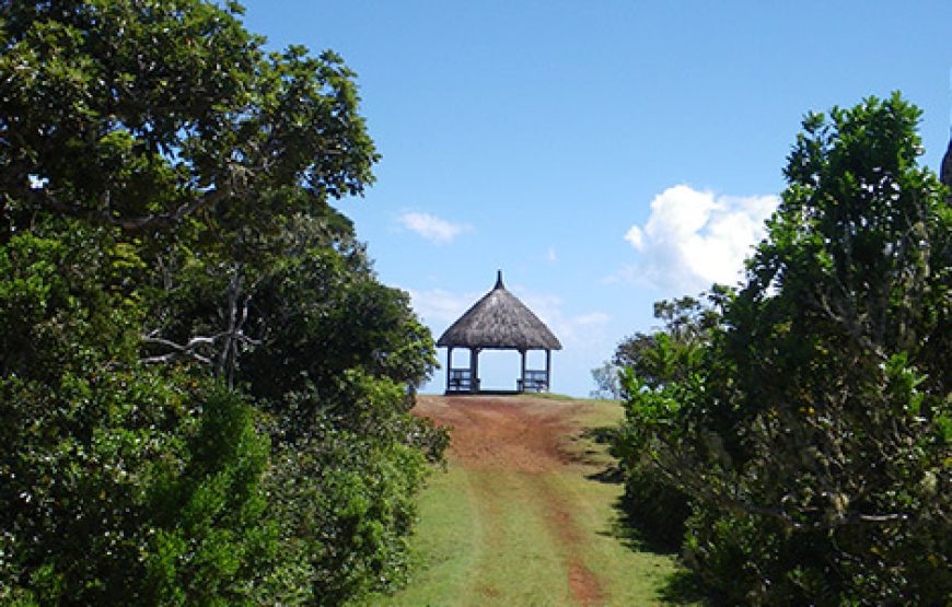 The Perfect Half-Day at Black River Gorges National Park (Local Guide Tested)
