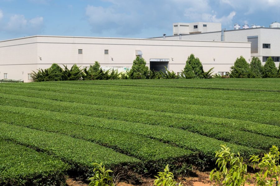 Mauritius South Tour With Crocodile Park tea tree