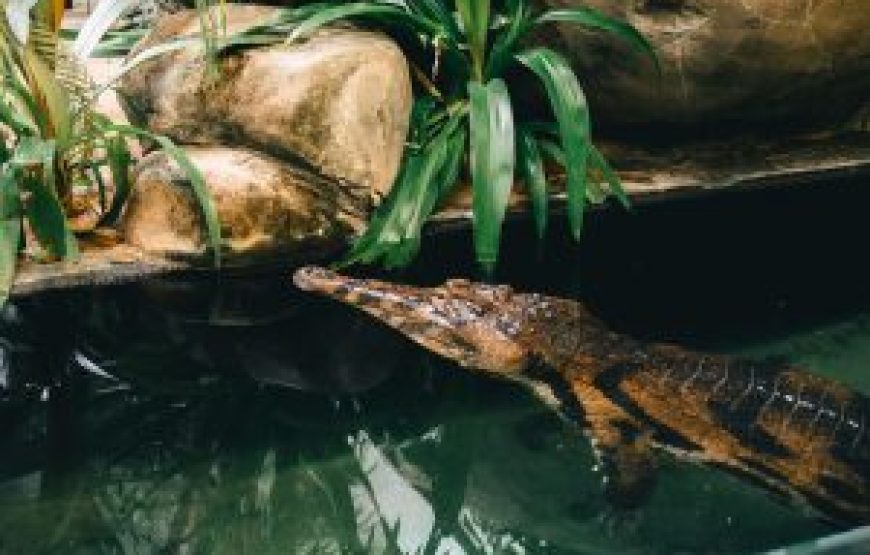 Mauritius South Tour With Crocodile Park