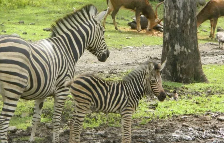 Casela Nature Park Adventures Expedition