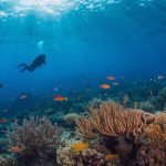 scuba diving destination