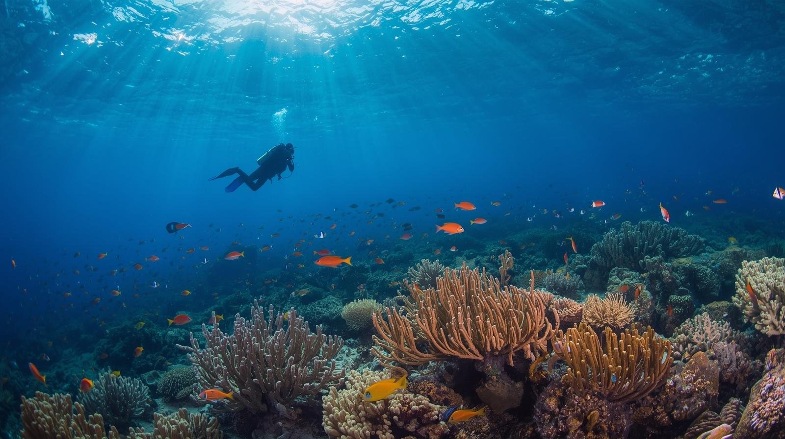 scuba diving destination