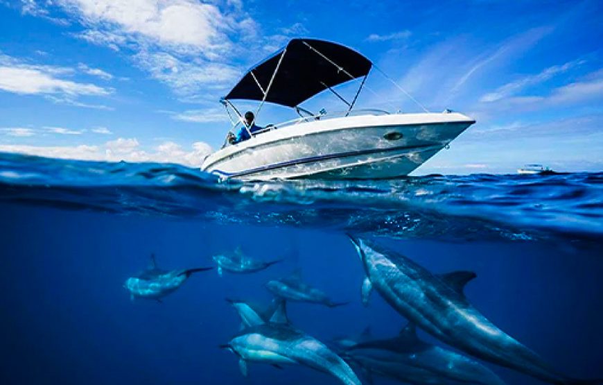 Experience Dolphin Watching and Swimming in Mauritius