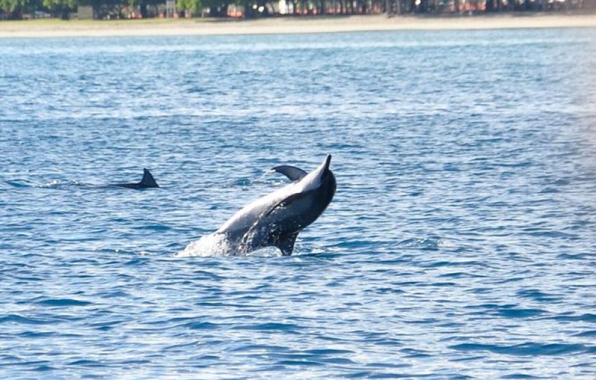 Experience Dolphin Watching and Swimming in Mauritius