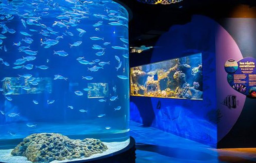 Odysseo Mauritius Aquarium Tested: What Nobody Tells You About This Ocean Paradise