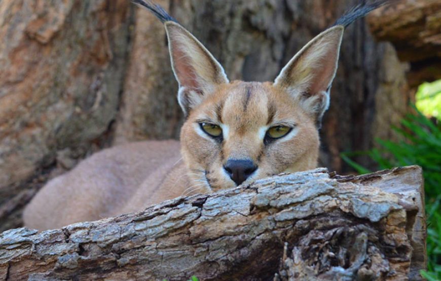Visit to Casela Nature Parks – African Safari & Adventures