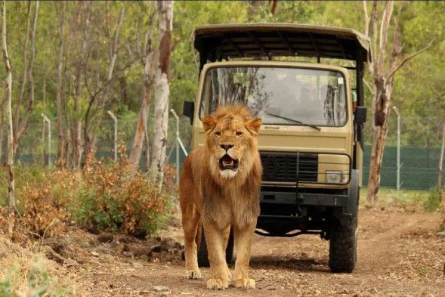 Big Cats Drive Thru in Mauritius (Casela Nature Parks)