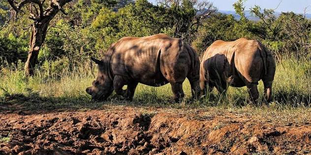 Rhino Interaction at Casela