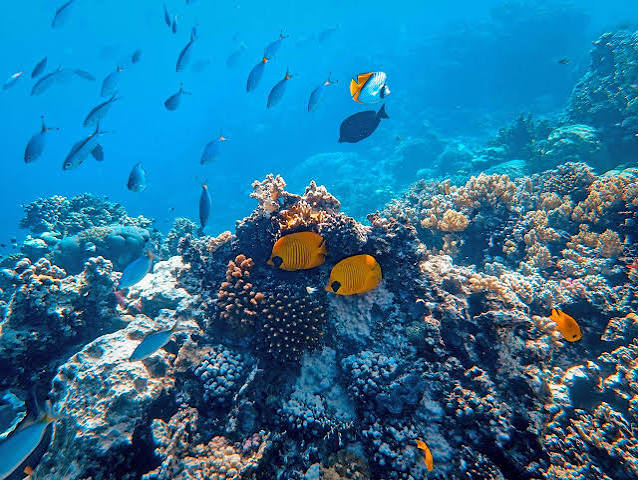 Underwater Sea Walk Mauritius: A Magical Journey on the Ocean Floor