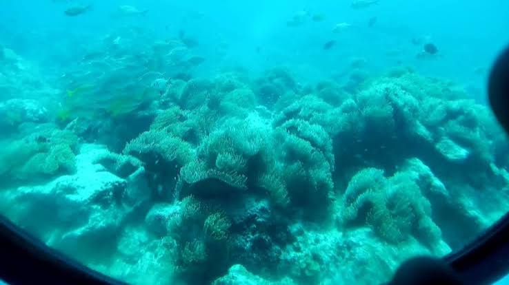 Mauritius Submarine Tour: Dive 35m Deep Under the Sea