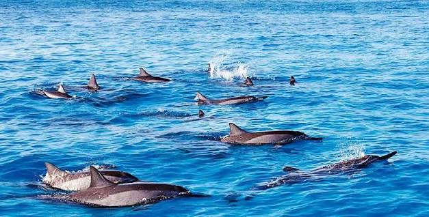 Dolphin Watching and Speedboat Tours Mauritius