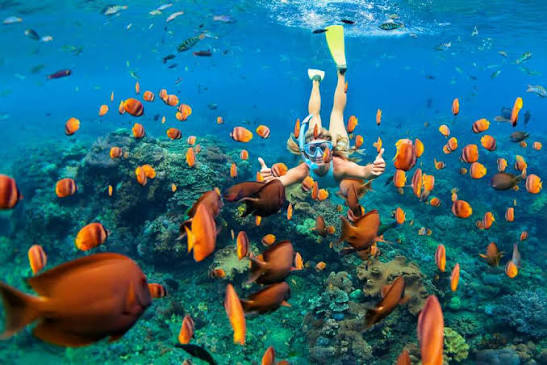 Private Snorkelling Trips in Mauritius