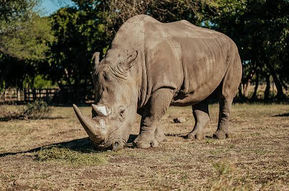 Rhino Interaction at Casela