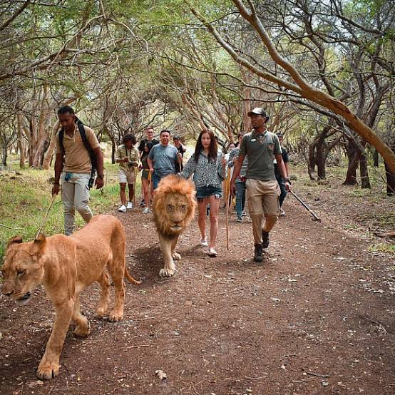 Walking with Lions at Casela Nature Parks in Mauritius