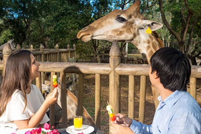 Breakfast with Giraffes at Casela