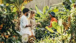 Guided Coffee Plantation Tour & Tasting at Chamarel