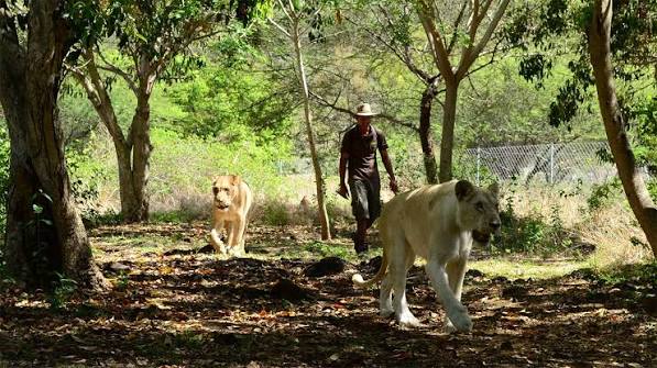 Walking with Lions at Casela Nature Parks in Mauritius