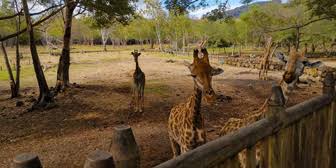 Breakfast with Giraffes at Casela