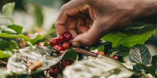 Guided Coffee Plantation Tour & Tasting at Chamarel