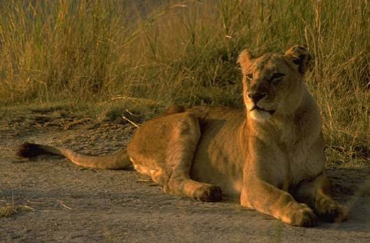 Walking with Lions at Casela Nature Parks in Mauritius