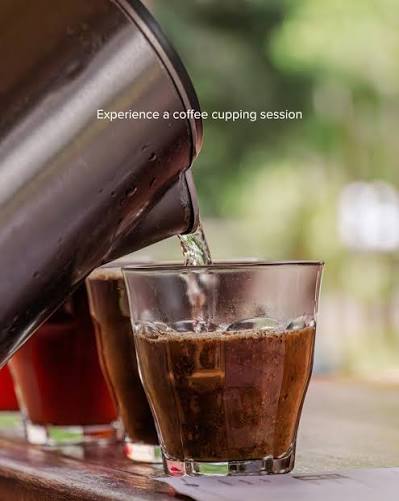 Guided Coffee Plantation Tour & Tasting at Chamarel