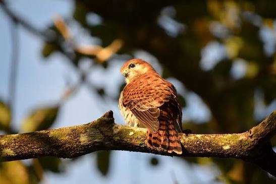 Birdwatching and Hiking at Ebony Forest